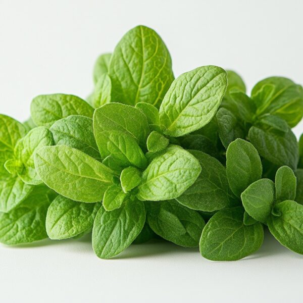 Marjoram