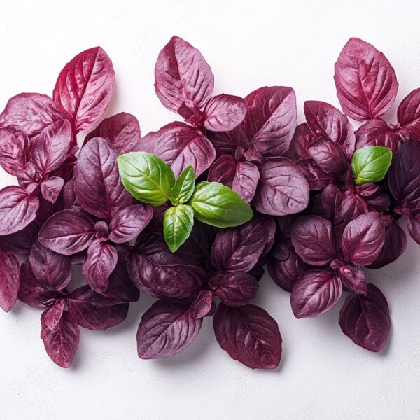 Red Basil